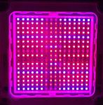 image: customized 600w grow light led modules lighting test